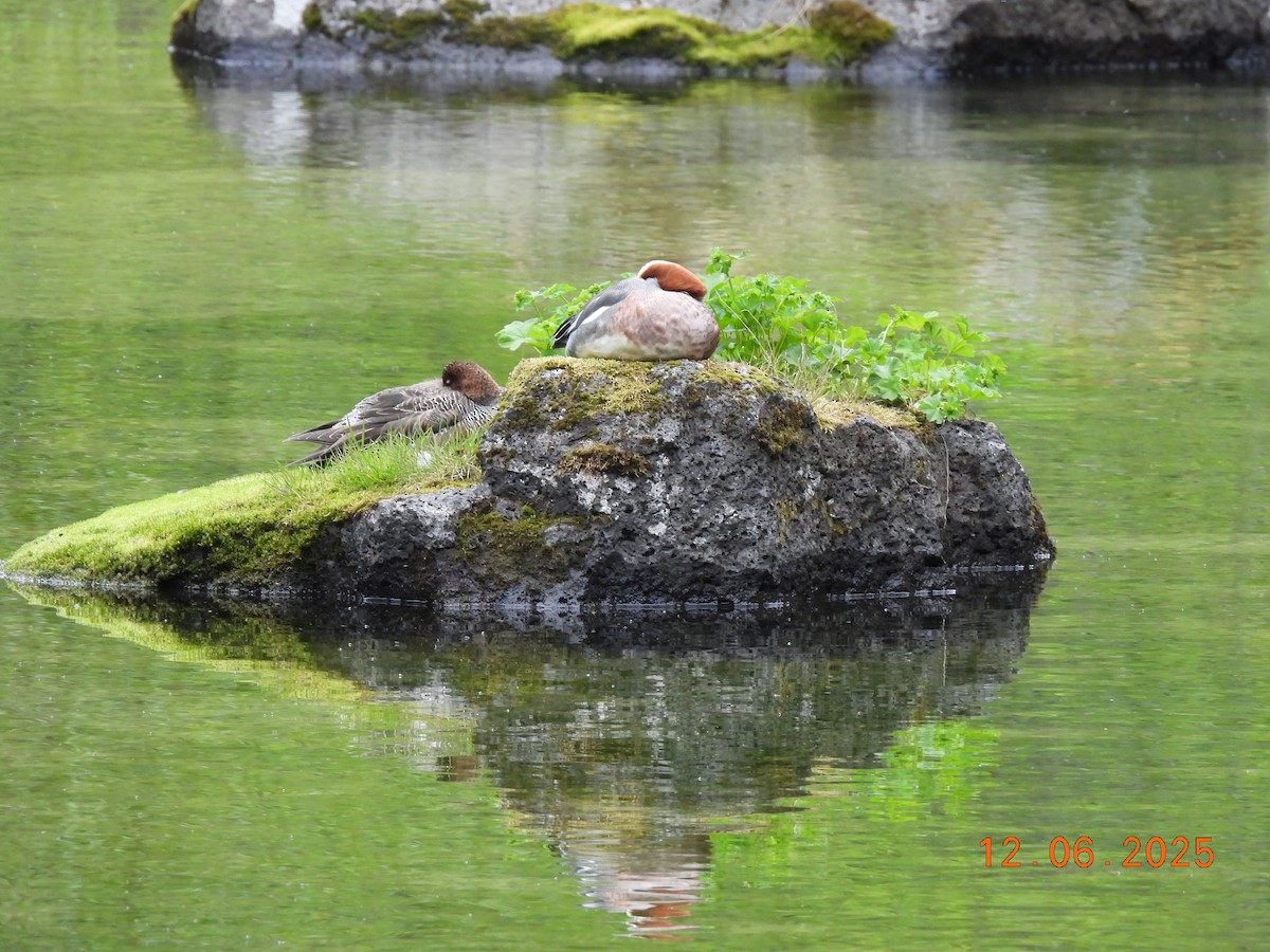 Свиязь - ML646590759