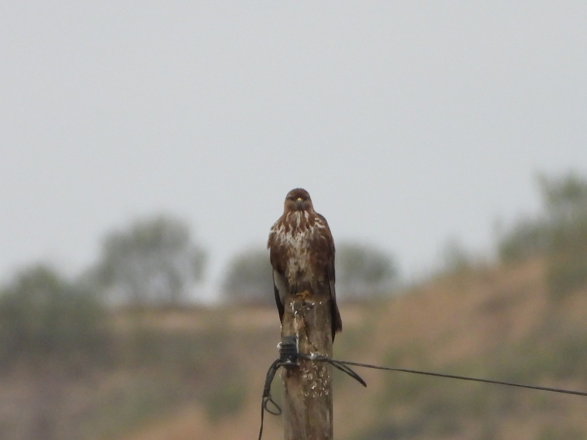 Common Buzzard - ML646590763