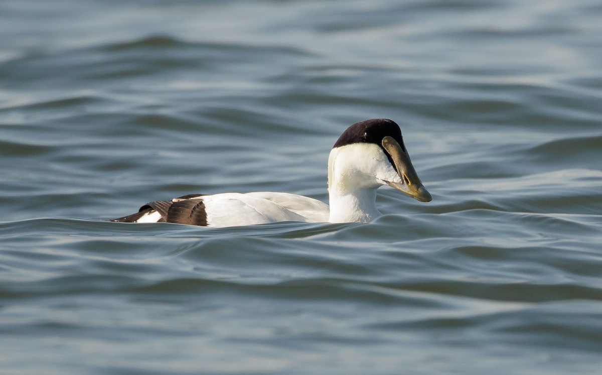 Common Eider - ML646590766