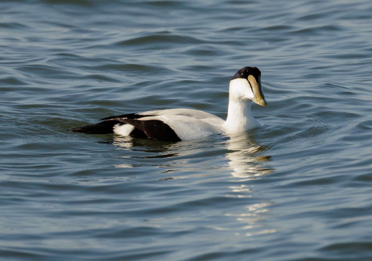 Common Eider - ML646590767
