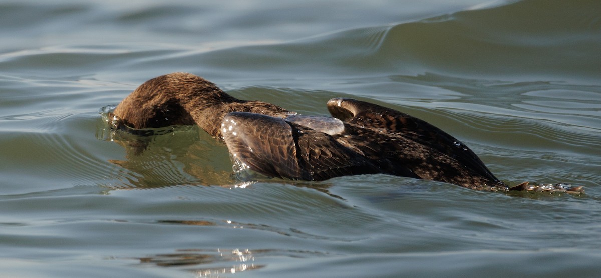 Common Eider - ML646590768