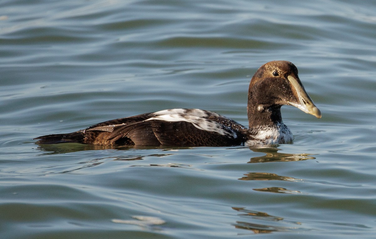 Common Eider - ML646590769