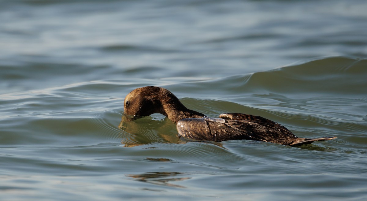 Common Eider - ML646590770