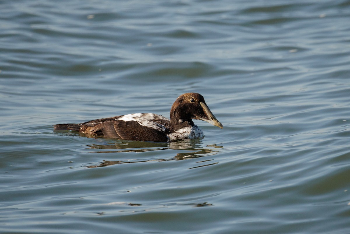 Common Eider - ML646590771
