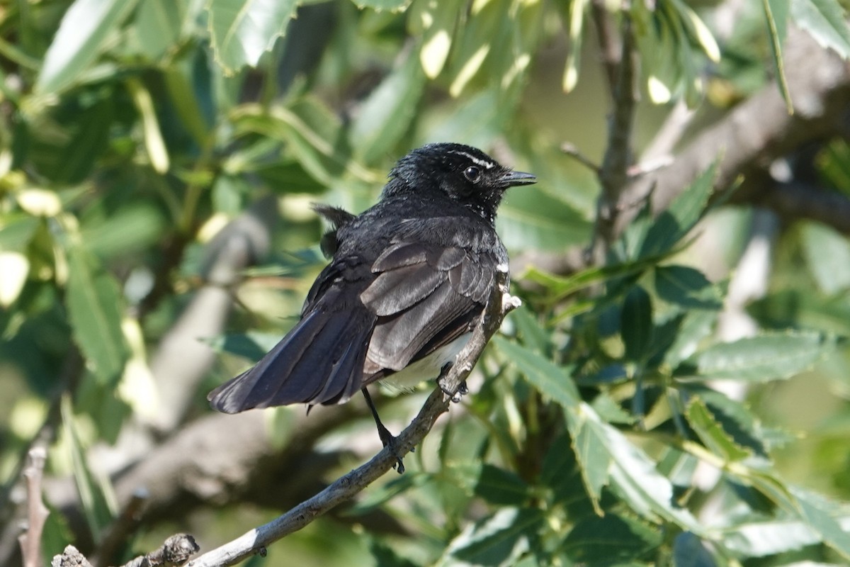 Willie-wagtail - ML646590774