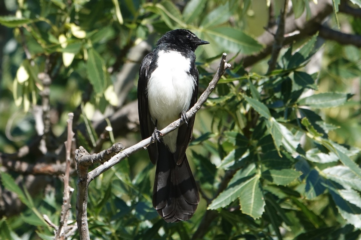 Willie-wagtail - ML646590775