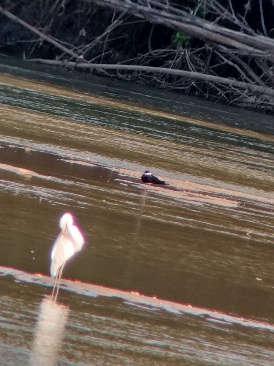 volavka bílá - ML646590778