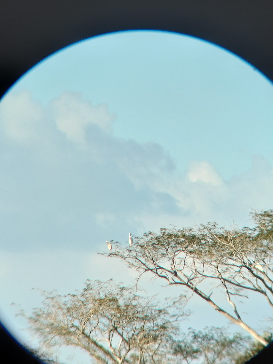 volavka bílá - ML646590779