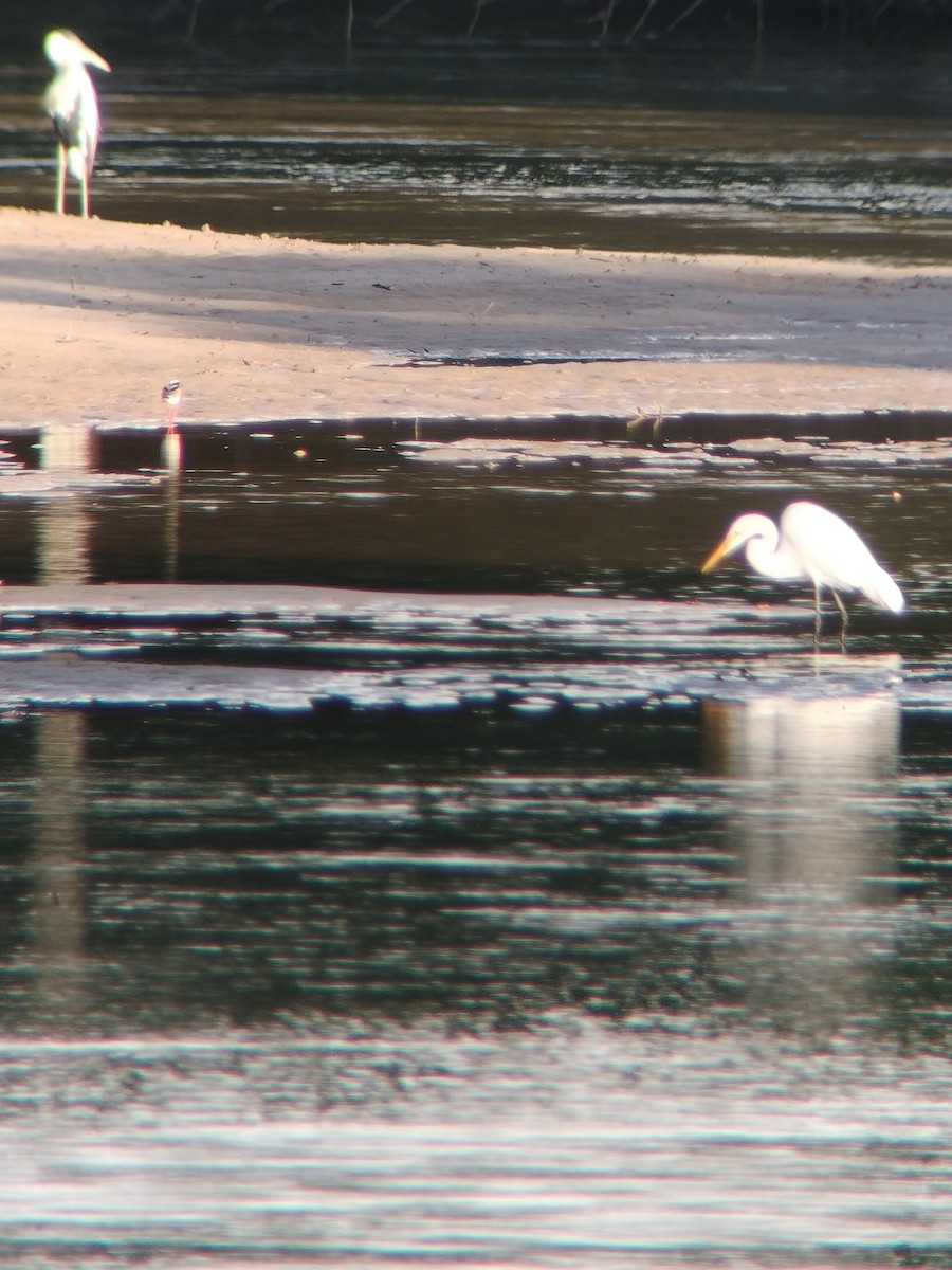 volavka bílá - ML646590780