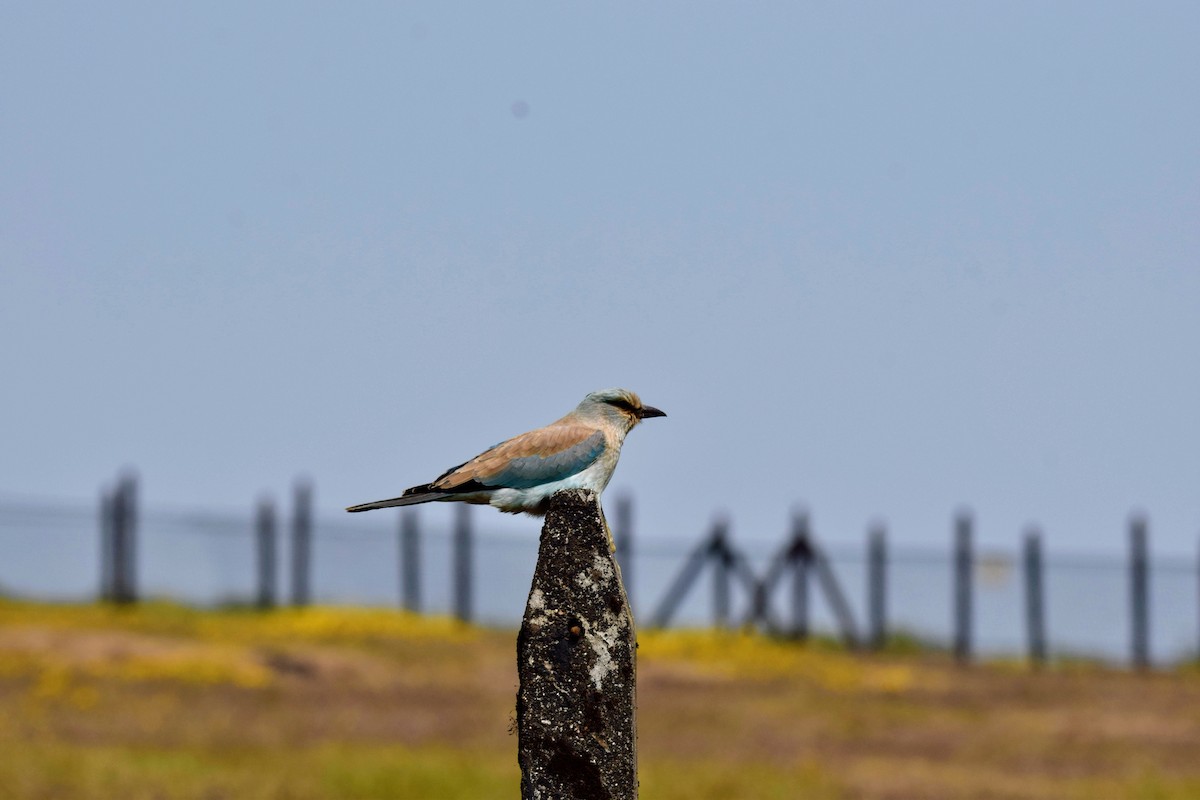 European Roller - ML646590782