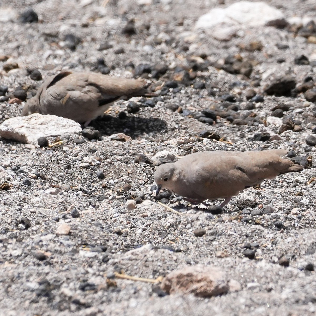 Горличка аймарська - ML646590784