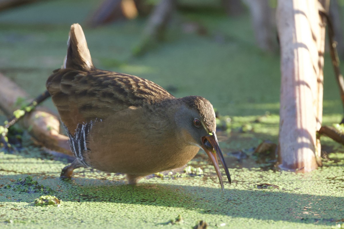 Virginia Rail - ML646590786
