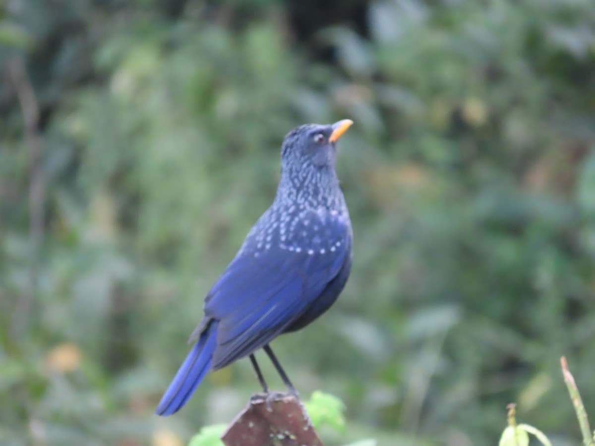 Blue Whistling-Thrush - ML646590787