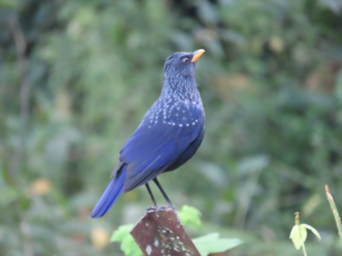 Blue Whistling-Thrush - ML646590788