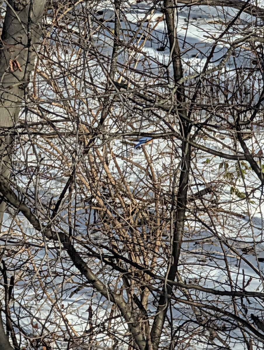 Azulejo Oriental - ML646590789