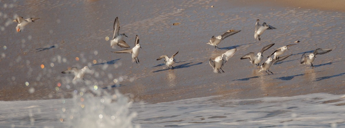 Побережник білий - ML646590790