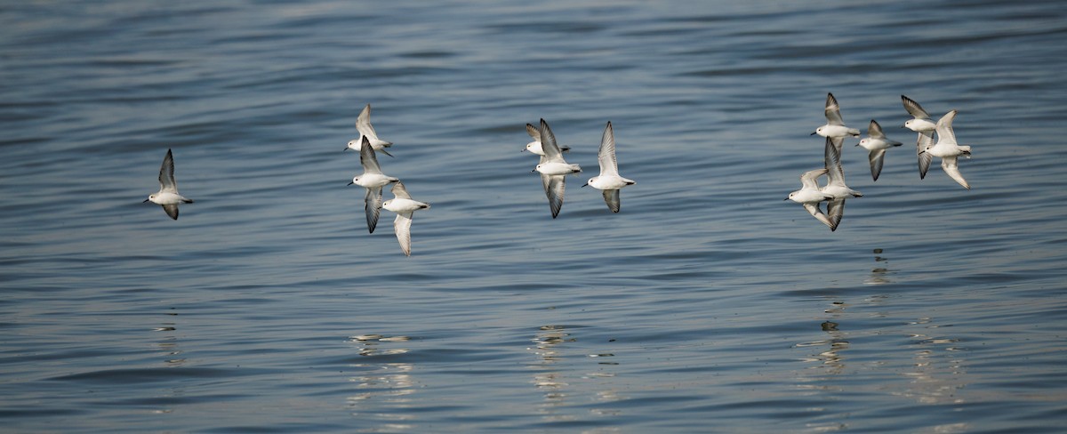 Побережник білий - ML646590791