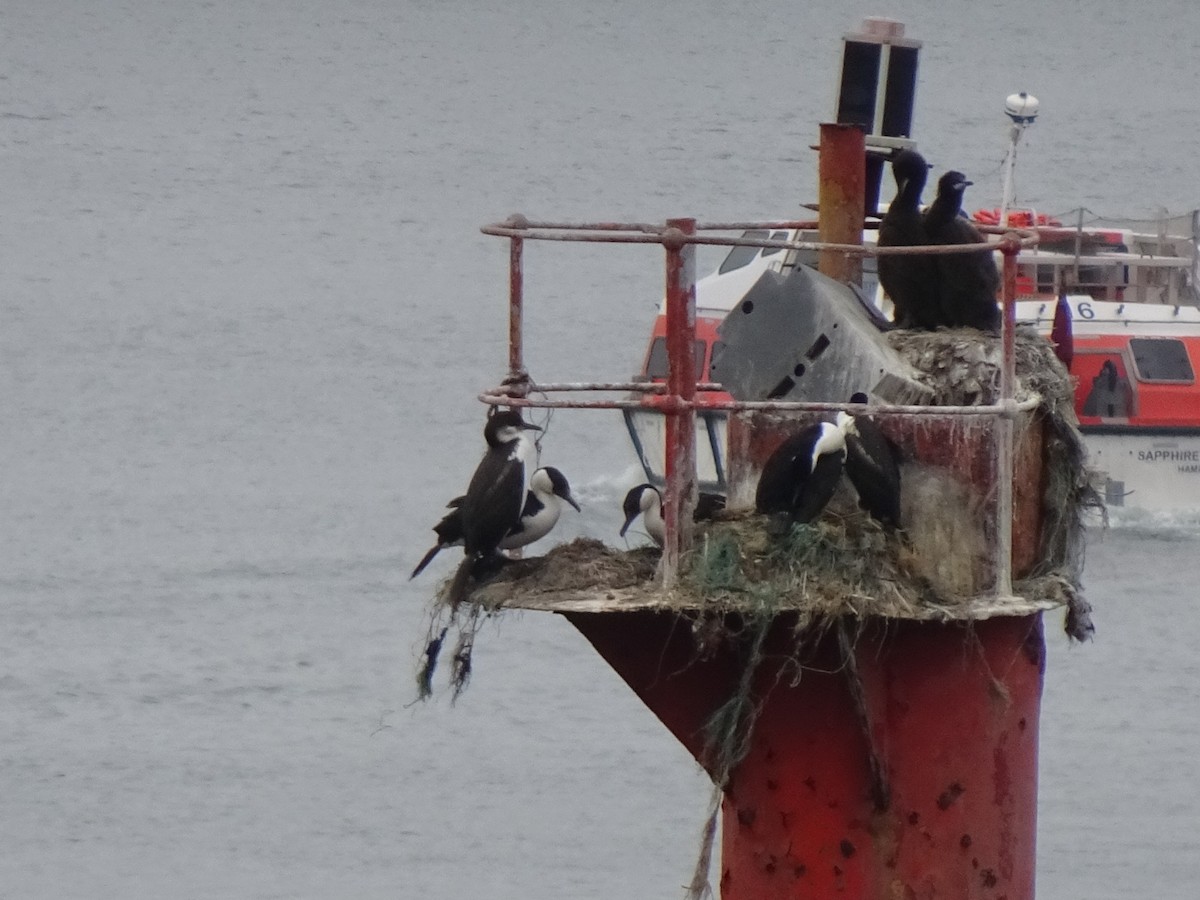 Баклан імператорський - ML646590792