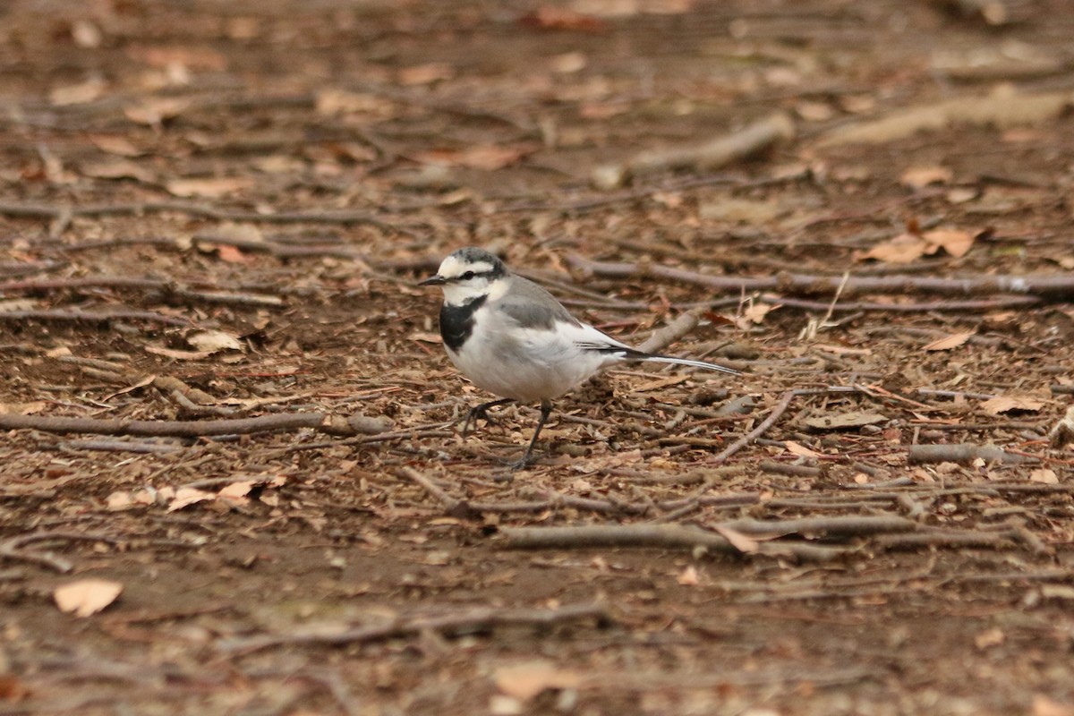 Плиска біла - ML646590793