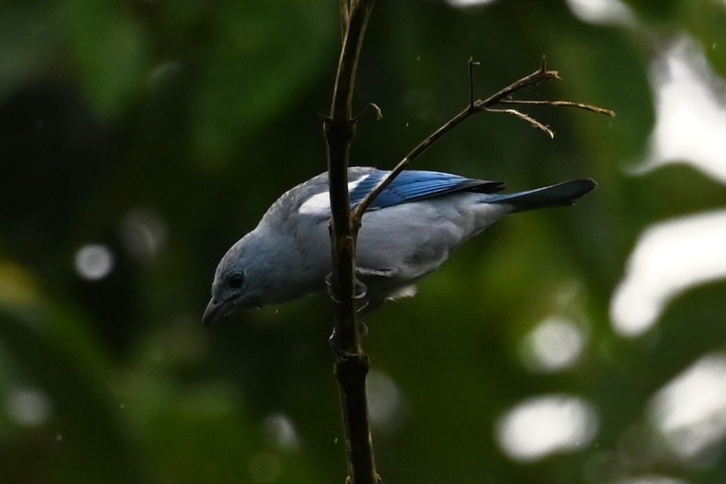 Саяка блакитна [група episcopus] - ML646590794