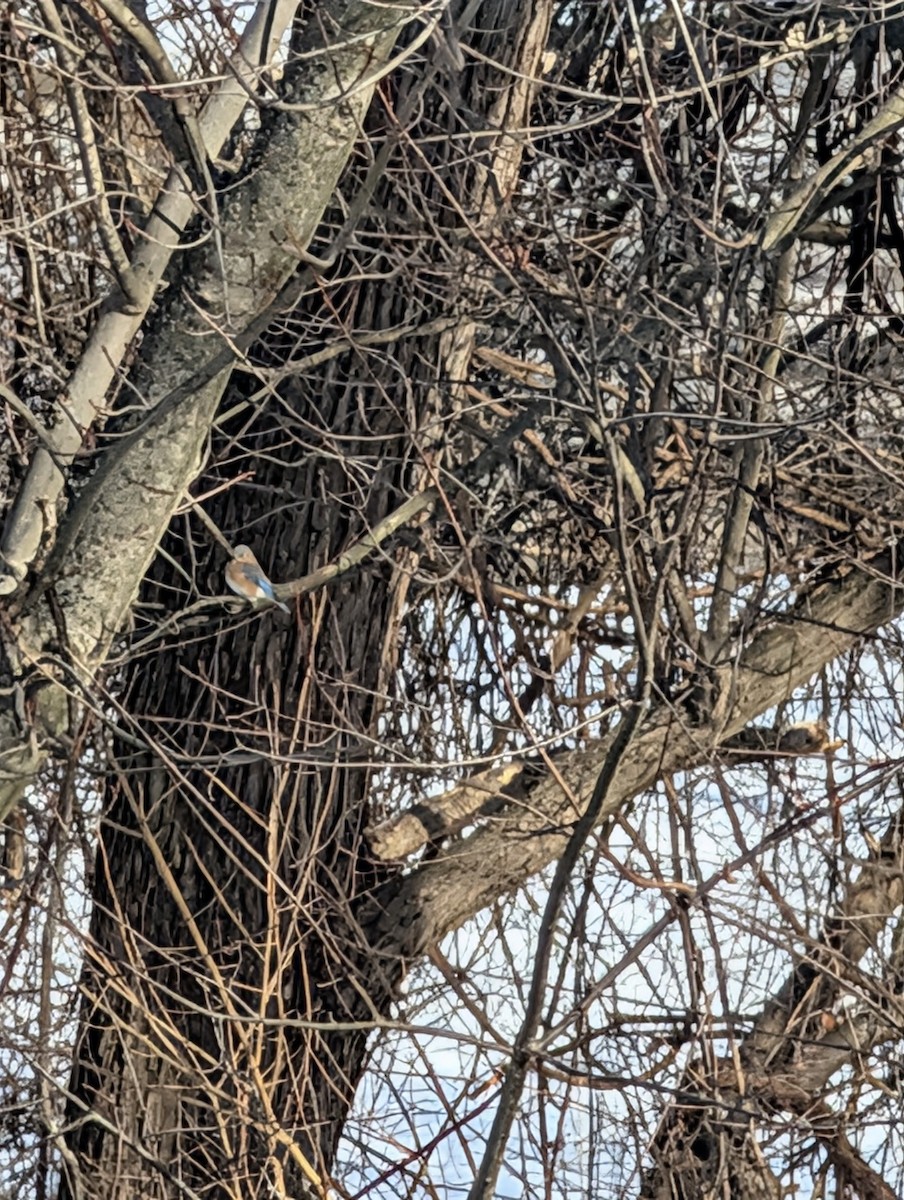 Блакитник східний - ML646590795