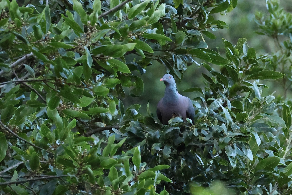 kanaridue - ML646590797