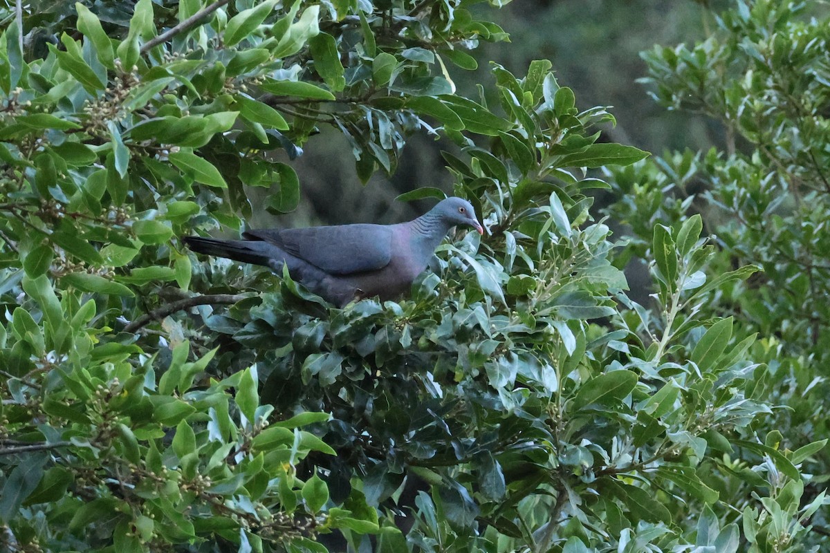 kanaridue - ML646590798