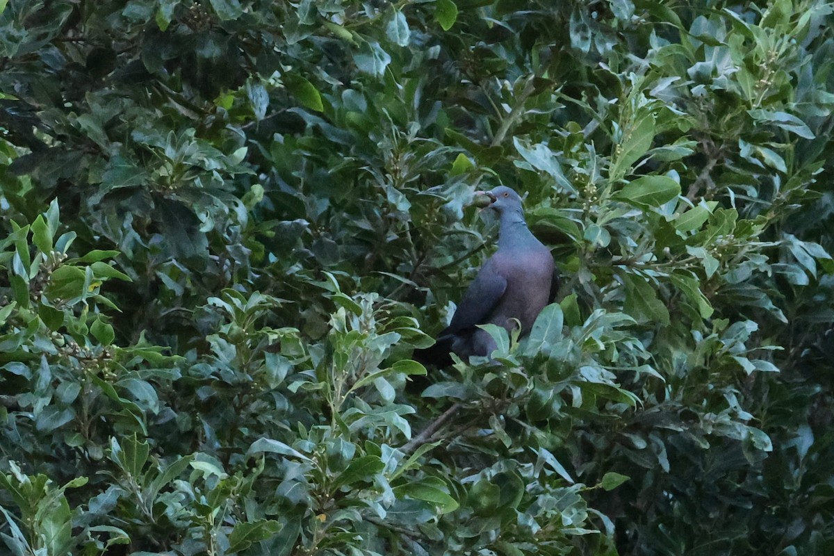 kanaridue - ML646590799