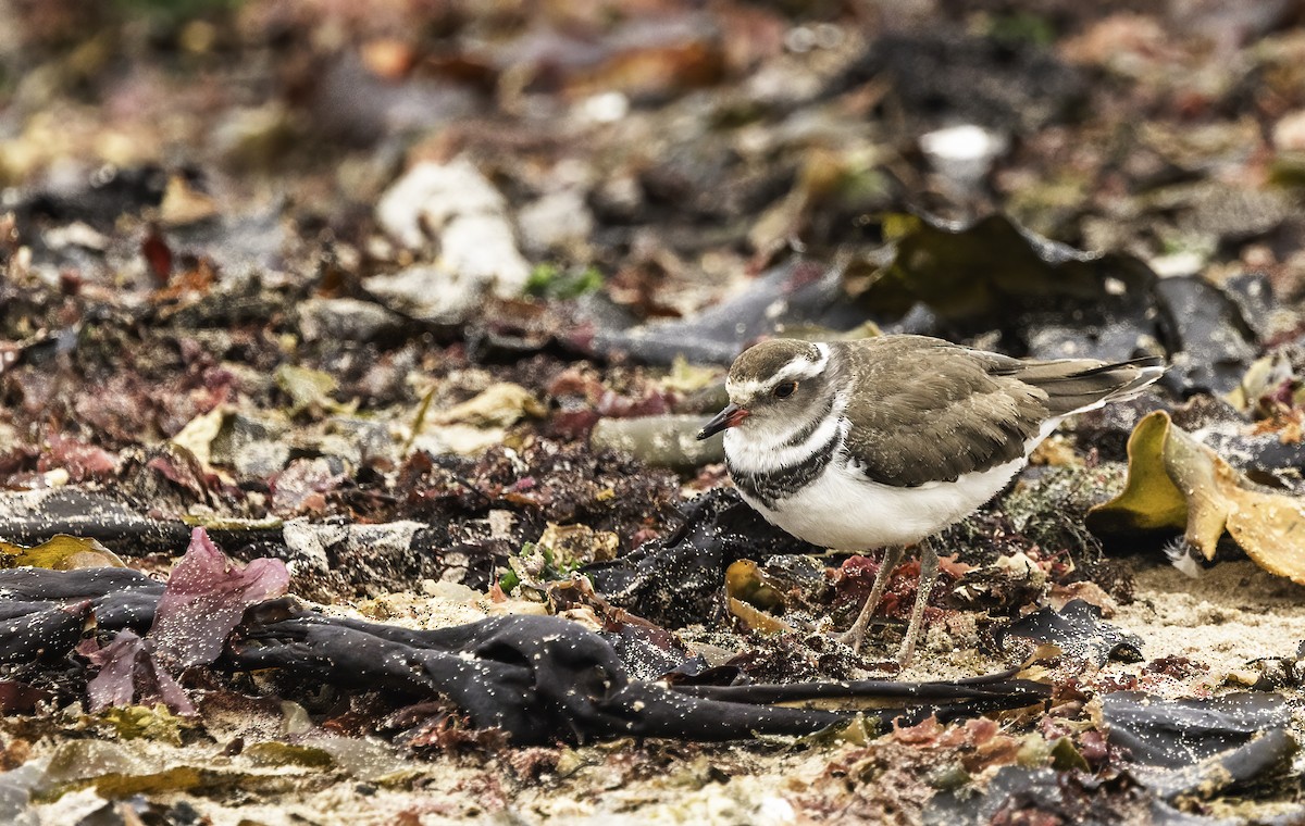 Пісочник білобровий - ML646590800
