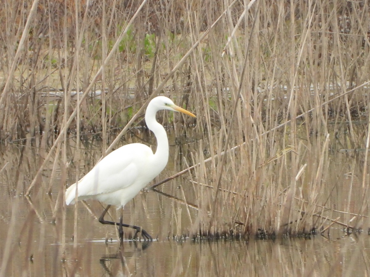 Чапля велика - ML646590801