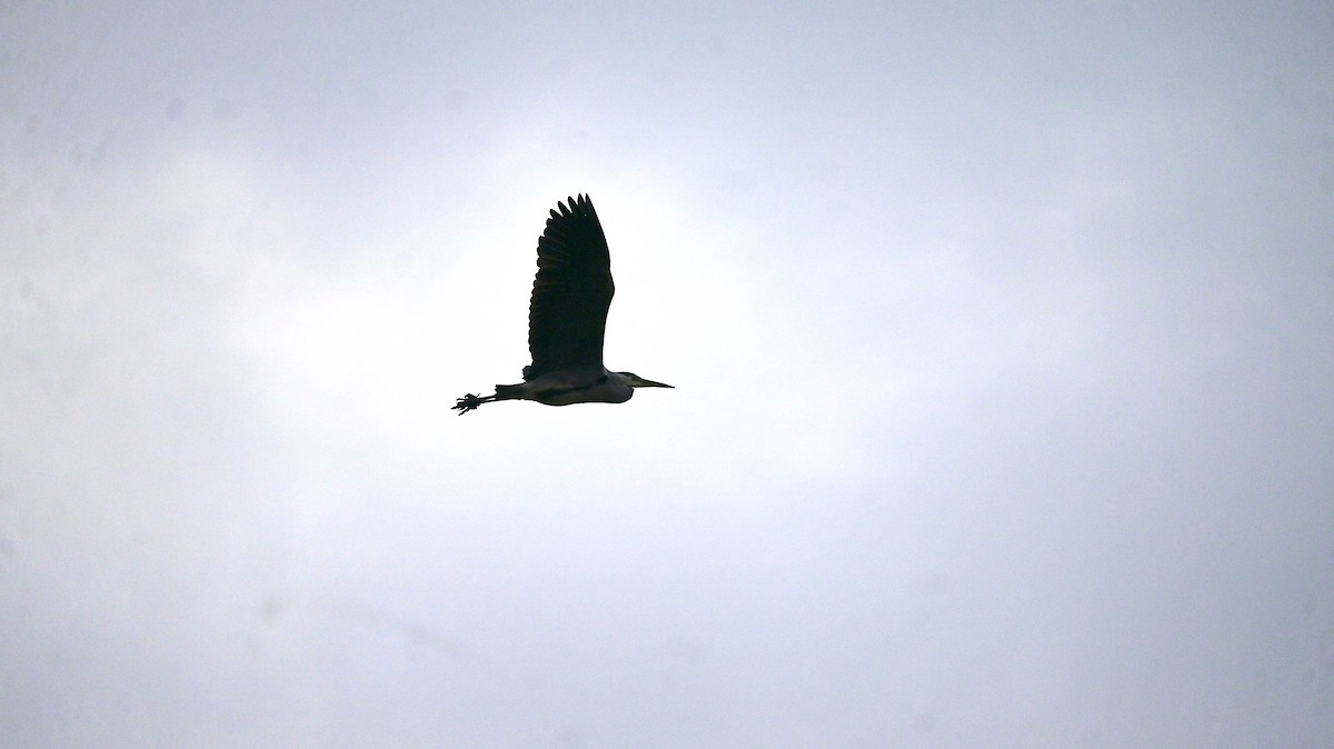 Чапля сіра - ML646590802