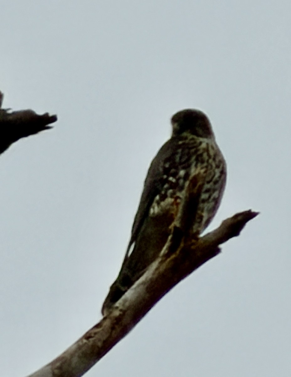 Підсоколик малий - ML646590803