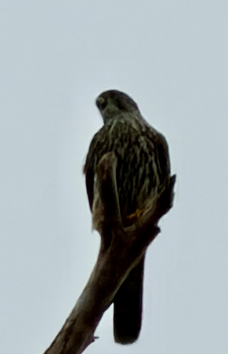 Підсоколик малий - ML646590804