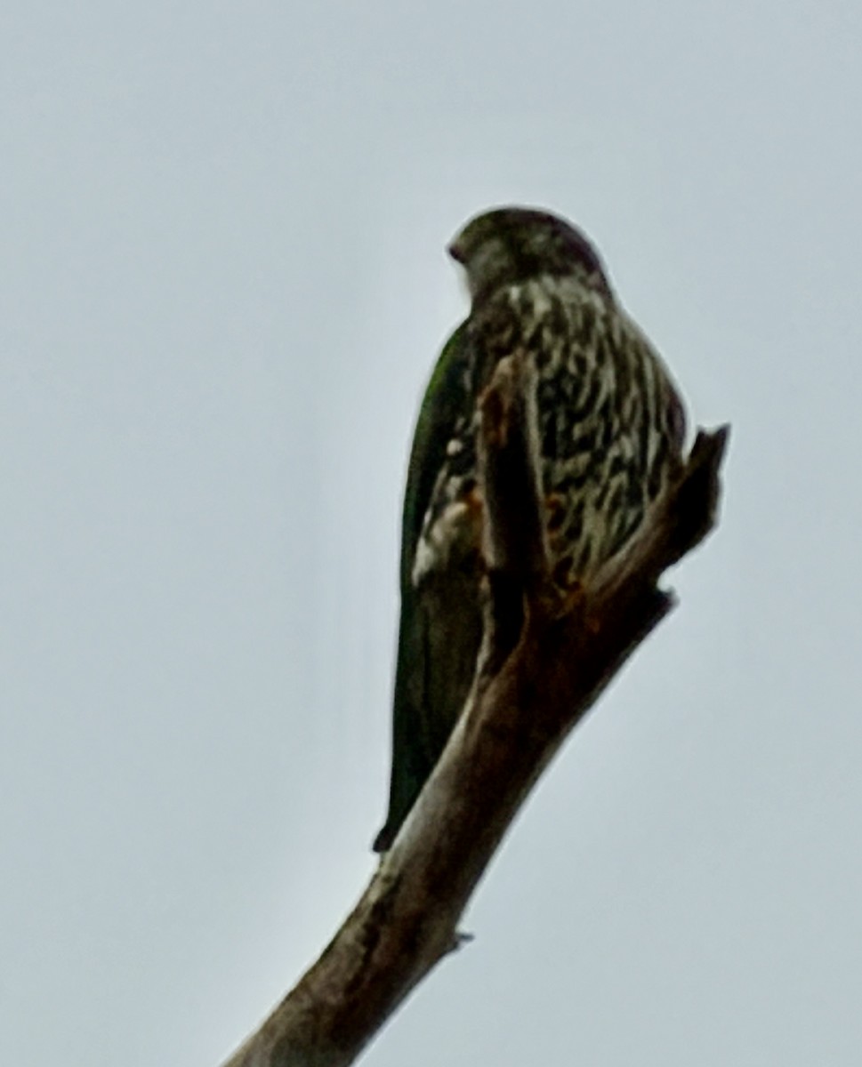 Підсоколик малий - ML646590805