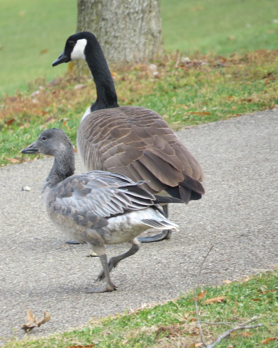 Гуска біла - ML646590806