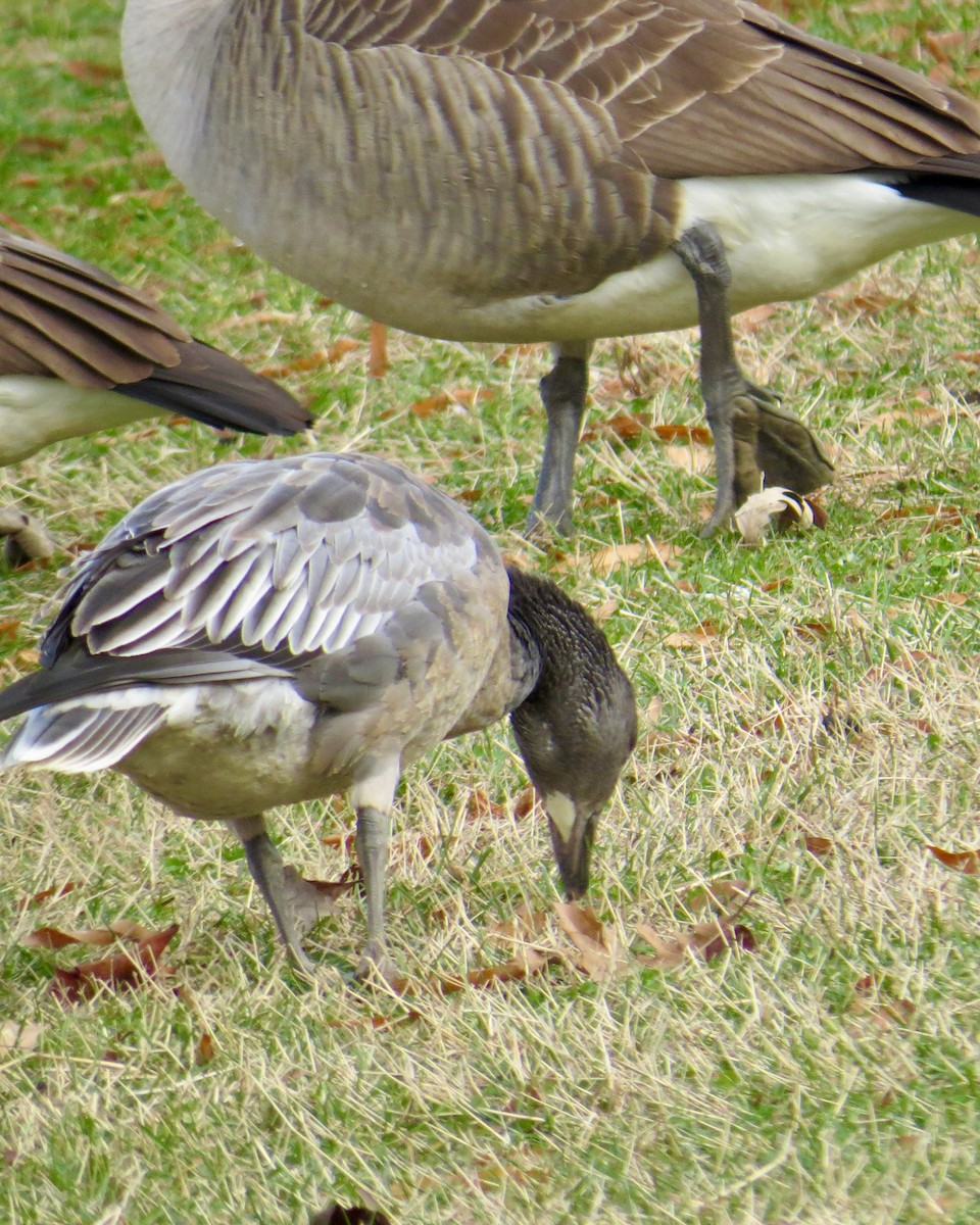 Гуска біла - ML646590807