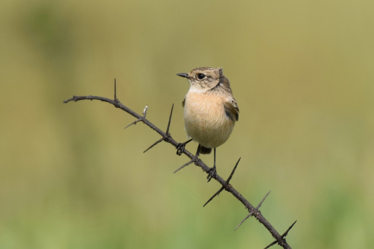 Трав'янка білошия - ML646590808