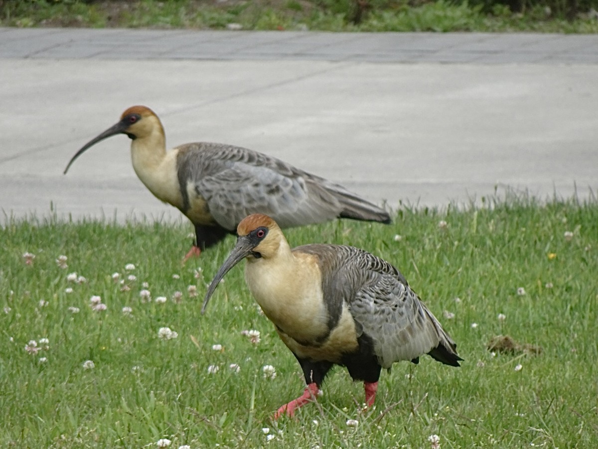 Ібіс сірокрилий - ML646590809