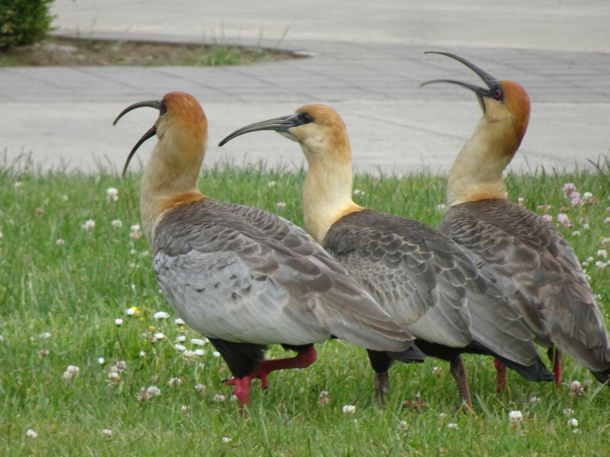 Ібіс сірокрилий - ML646590810