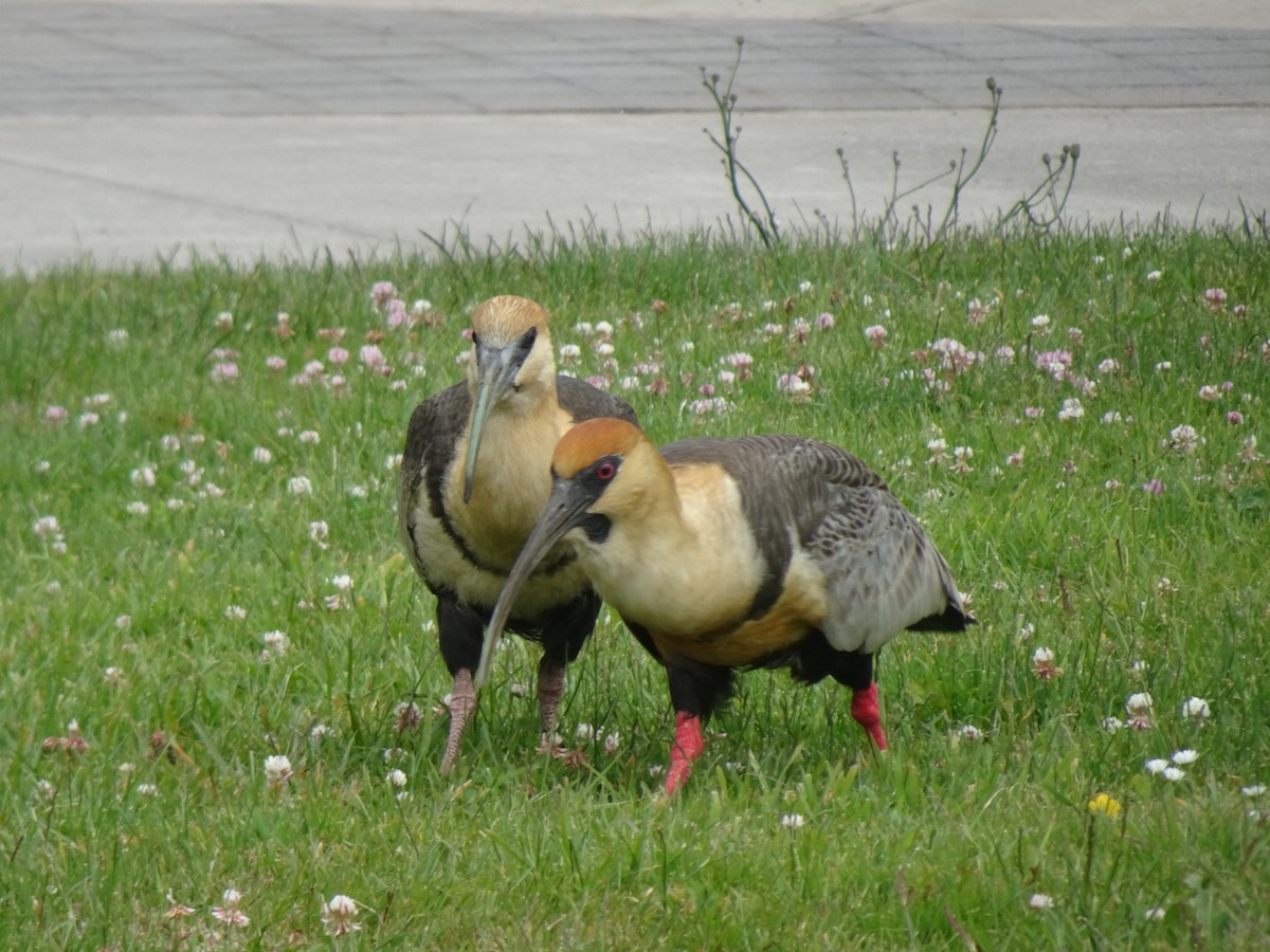 Ібіс сірокрилий - ML646590811
