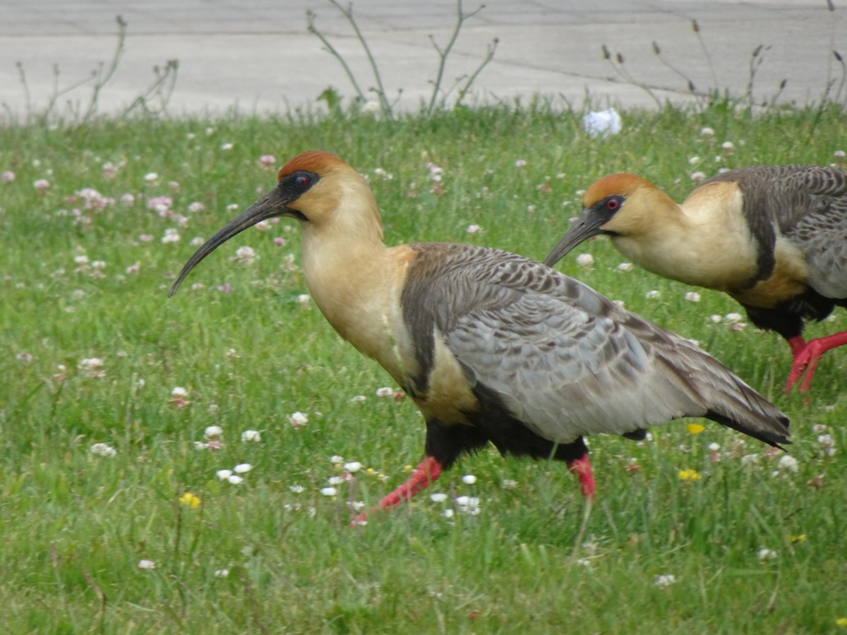 Ібіс сірокрилий - ML646590812