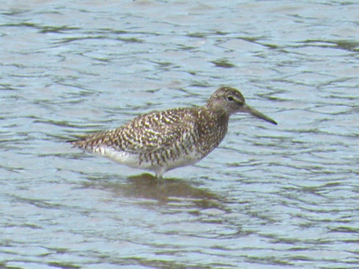 Willet - ML646590813