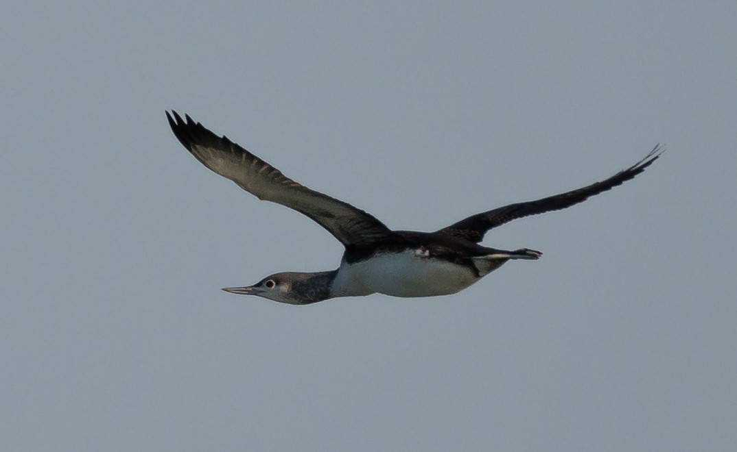 Гагара червоношия - ML646590814