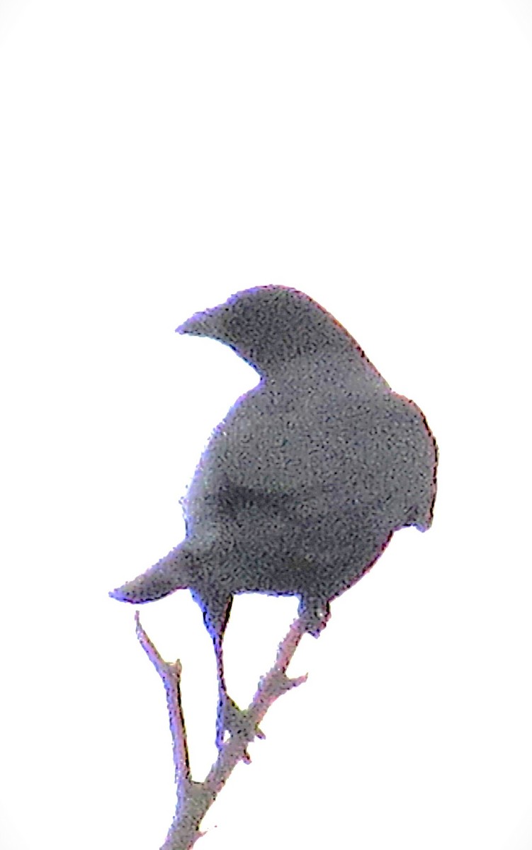 Ворона американська - ML646590815