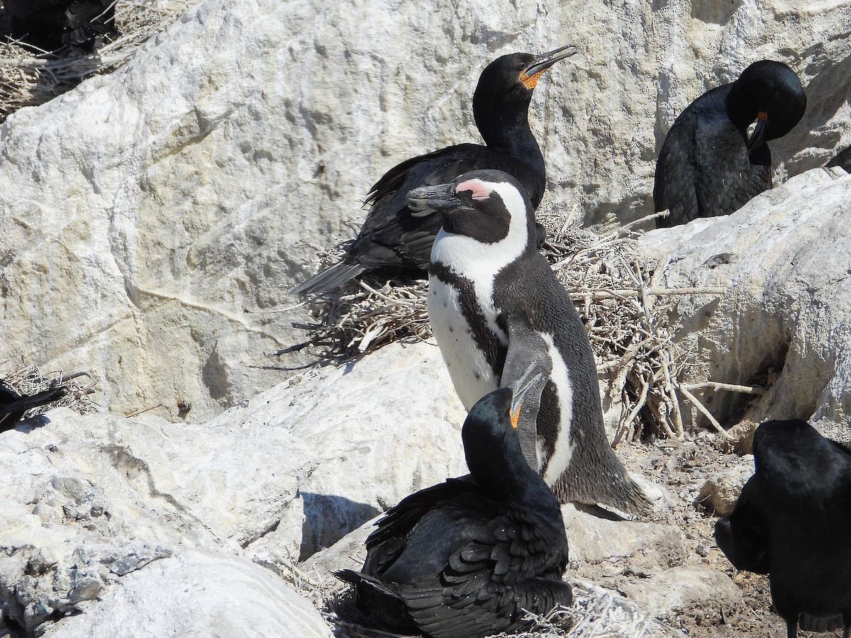 Пінгвін африканський - ML646590816