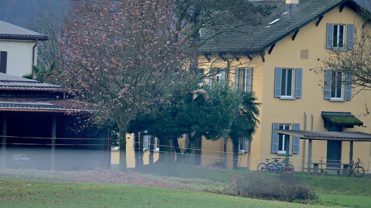 Канюк звичайний - ML646590817