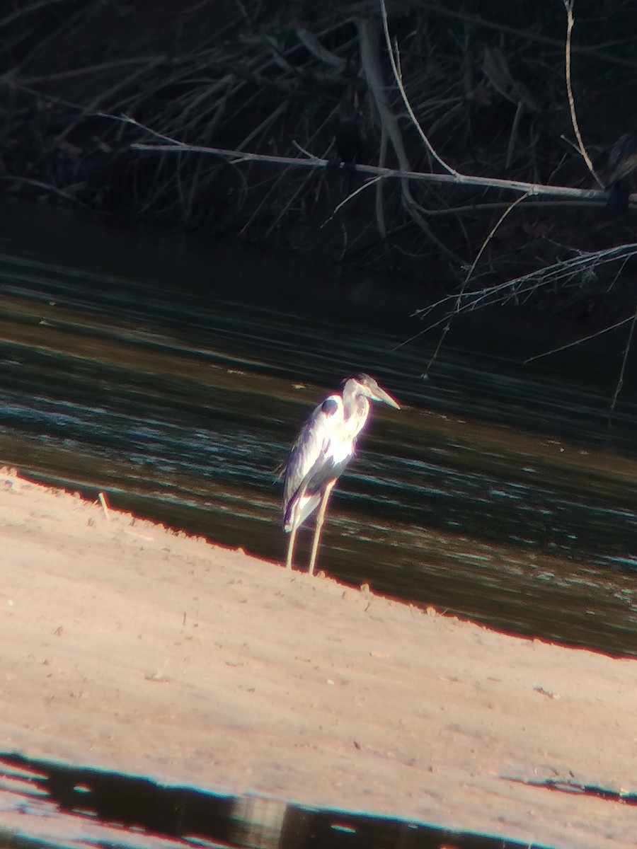 Чапля-кокої - ML646590818