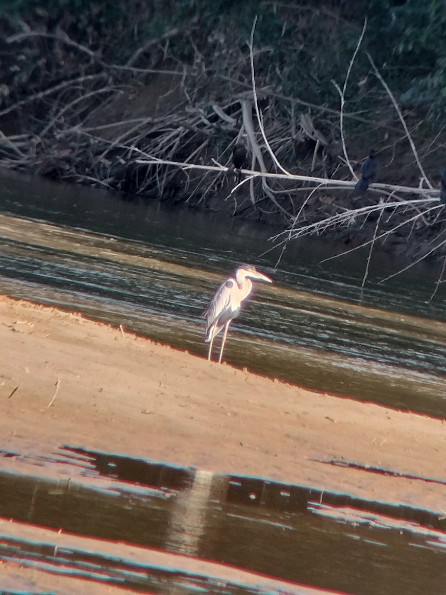 Чапля-кокої - ML646590819