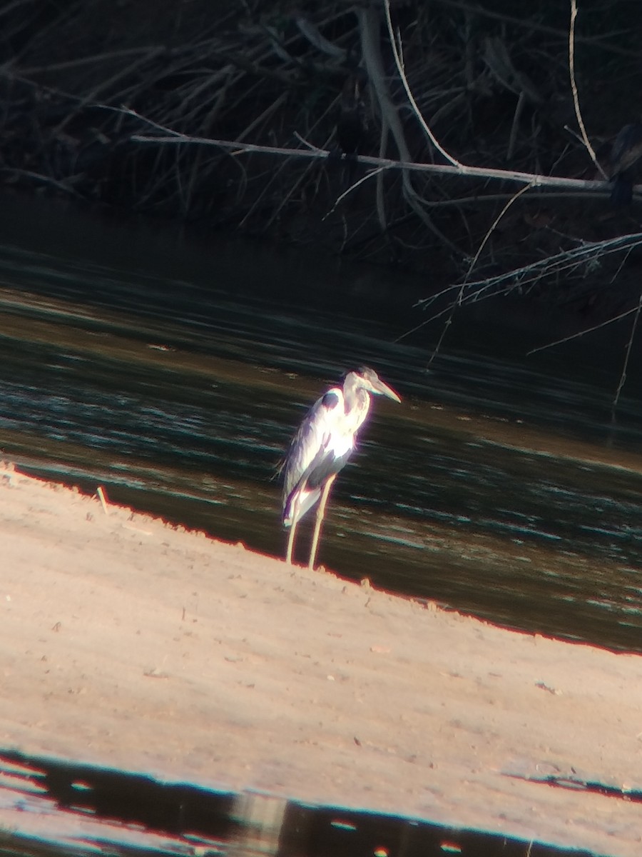 Чапля-кокої - ML646590820