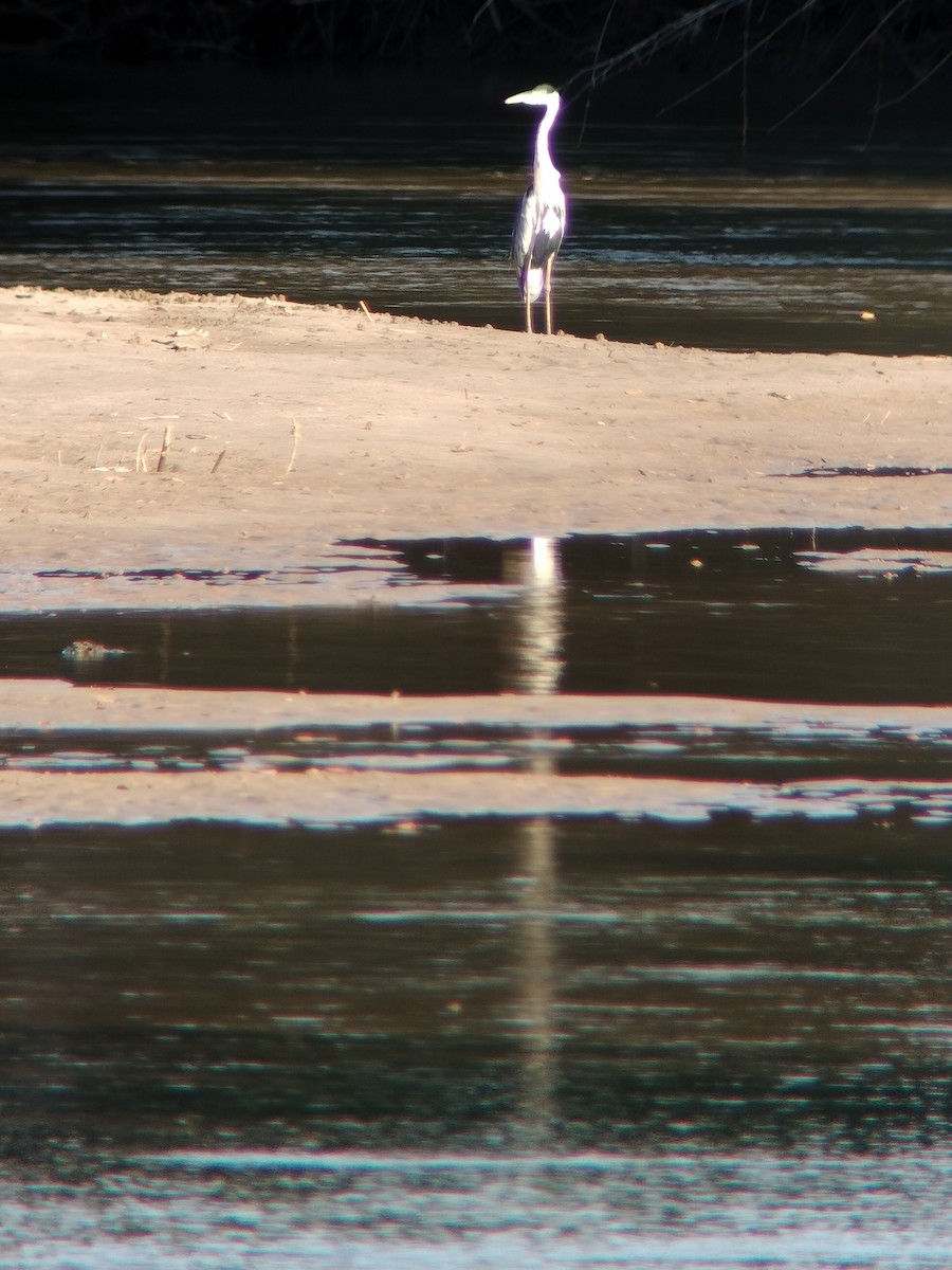 Чапля-кокої - ML646590821